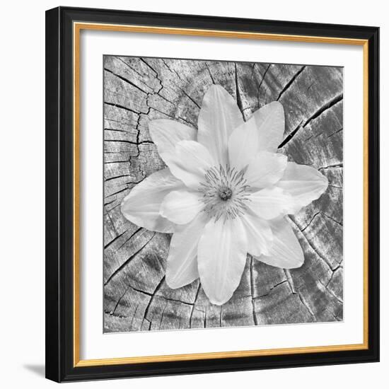 Bloom II-Kathy Mahan-Framed Photographic Print