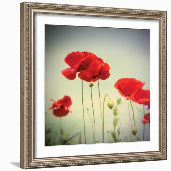 Bloom II-Amy Melious-Framed Art Print