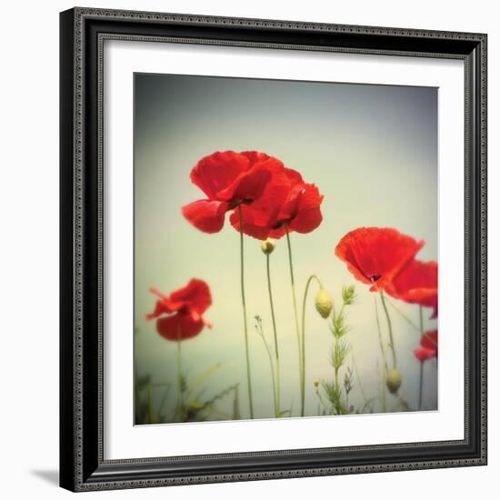 Bloom II-Amy Melious-Framed Art Print