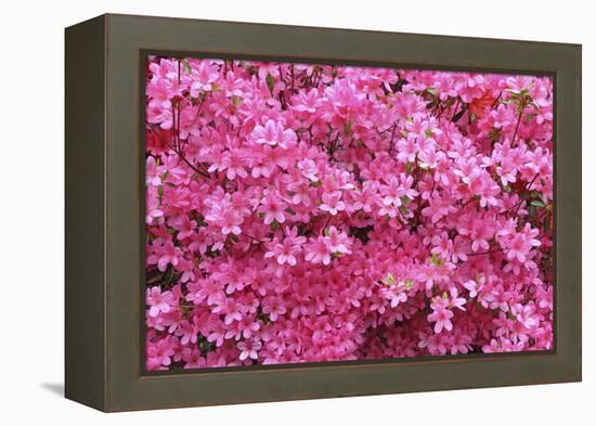 Bloom of Azalea Flowers. Winkworth Arboretum, Surrey, UK, May-Mark Taylor-Framed Premier Image Canvas