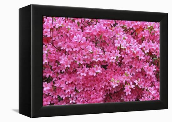 Bloom of Azalea Flowers. Winkworth Arboretum, Surrey, UK, May-Mark Taylor-Framed Premier Image Canvas