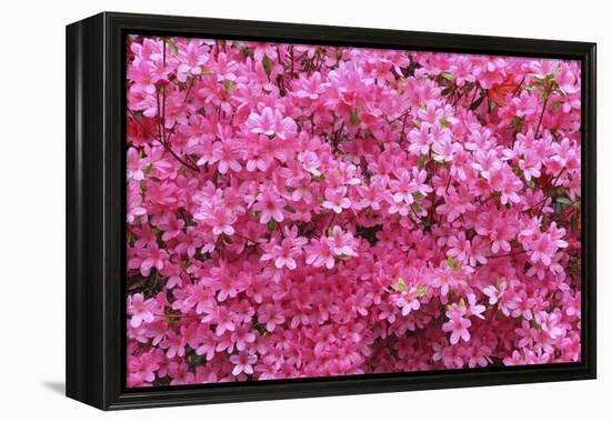 Bloom of Azalea Flowers. Winkworth Arboretum, Surrey, UK, May-Mark Taylor-Framed Premier Image Canvas