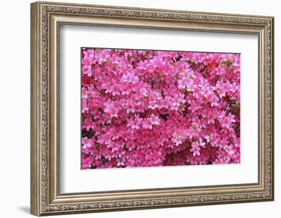 Bloom of Azalea Flowers. Winkworth Arboretum, Surrey, UK, May-Mark Taylor-Framed Photographic Print