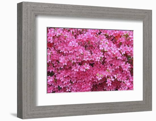 Bloom of Azalea Flowers. Winkworth Arboretum, Surrey, UK, May-Mark Taylor-Framed Photographic Print