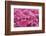 Bloom of Azalea Flowers. Winkworth Arboretum, Surrey, UK, May-Mark Taylor-Framed Photographic Print