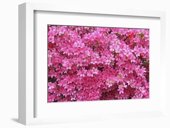 Bloom of Azalea Flowers. Winkworth Arboretum, Surrey, UK, May-Mark Taylor-Framed Photographic Print