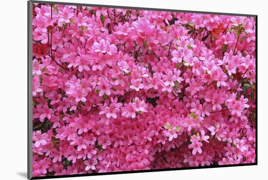 Bloom of Azalea Flowers. Winkworth Arboretum, Surrey, UK, May-Mark Taylor-Mounted Photographic Print