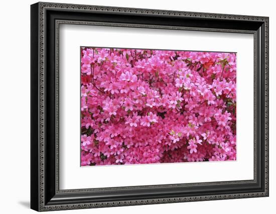 Bloom of Azalea Flowers. Winkworth Arboretum, Surrey, UK, May-Mark Taylor-Framed Photographic Print