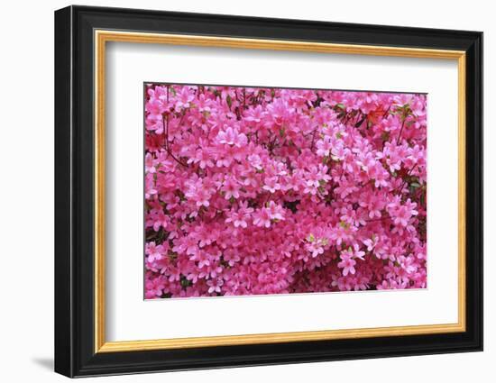 Bloom of Azalea Flowers. Winkworth Arboretum, Surrey, UK, May-Mark Taylor-Framed Photographic Print