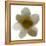 Bloom Taupe I-Hannah Carlson-Framed Stretched Canvas
