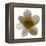 Bloom Taupe I-Hannah Carlson-Framed Stretched Canvas