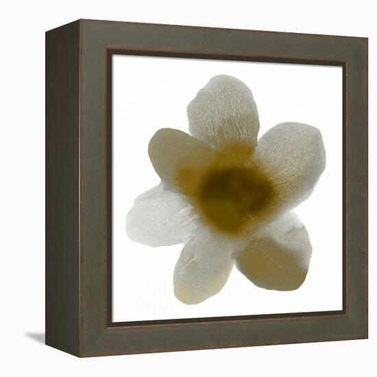 Bloom Taupe I-Hannah Carlson-Framed Stretched Canvas