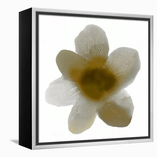 Bloom Taupe I-Hannah Carlson-Framed Stretched Canvas