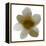 Bloom Taupe I-Hannah Carlson-Framed Stretched Canvas