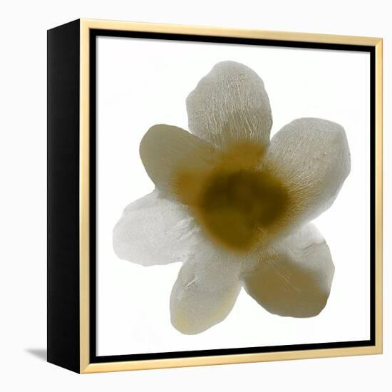 Bloom Taupe I-Hannah Carlson-Framed Stretched Canvas