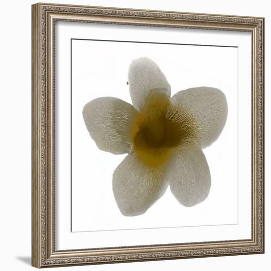 Bloom Taupe II-Hannah Carlson-Framed Art Print