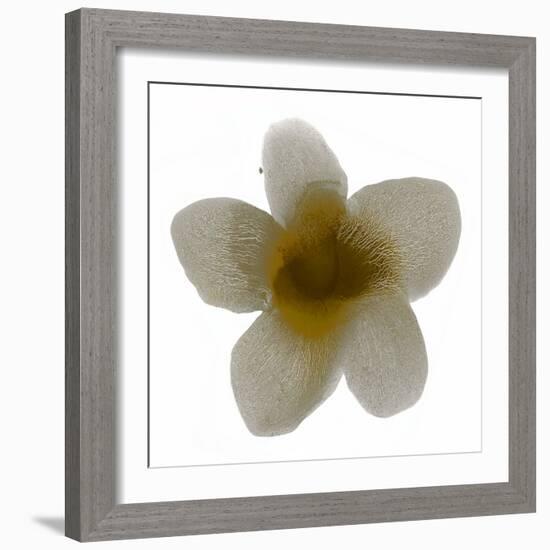 Bloom Taupe II-Hannah Carlson-Framed Art Print