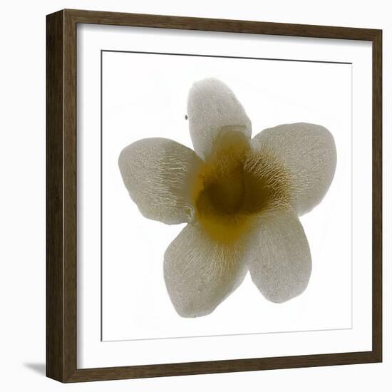 Bloom Taupe II-Hannah Carlson-Framed Art Print