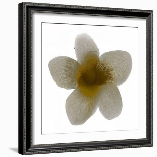 Bloom Taupe II-Hannah Carlson-Framed Art Print