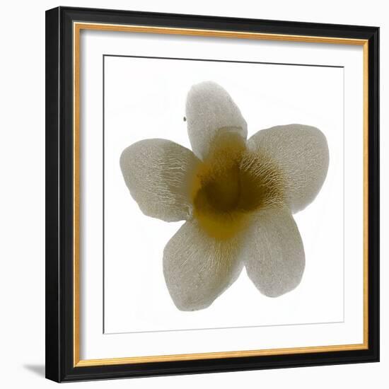 Bloom Taupe II-Hannah Carlson-Framed Art Print