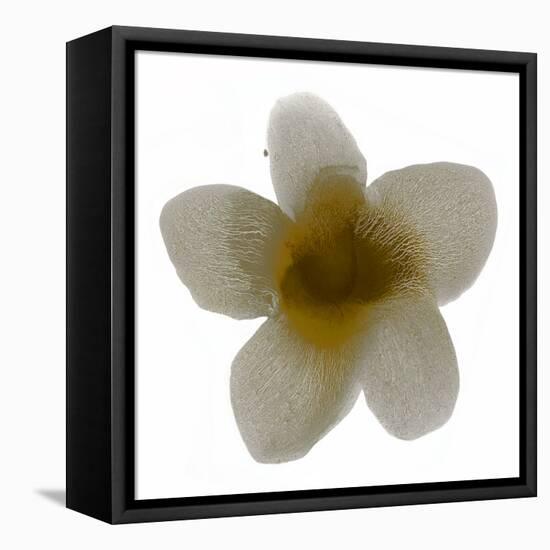 Bloom Taupe II-Hannah Carlson-Framed Stretched Canvas