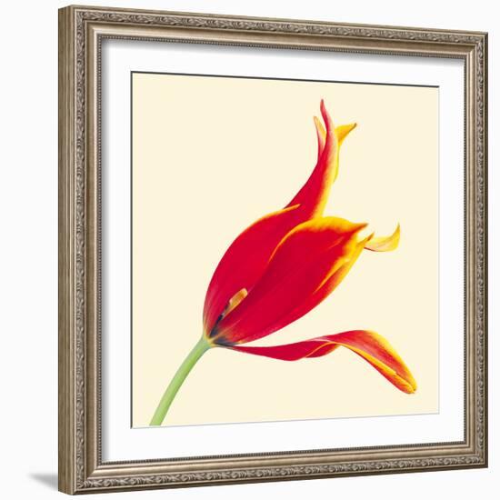 Bloom VI-Max Carter-Framed Giclee Print