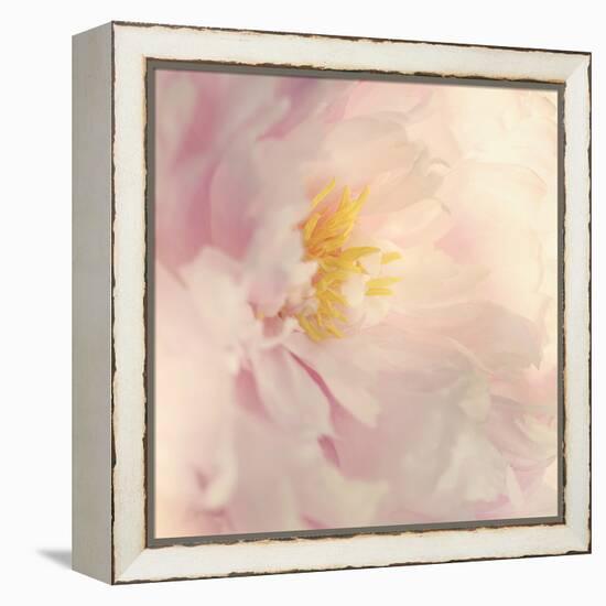 Bloom-Sarah Gardner-Framed Stretched Canvas