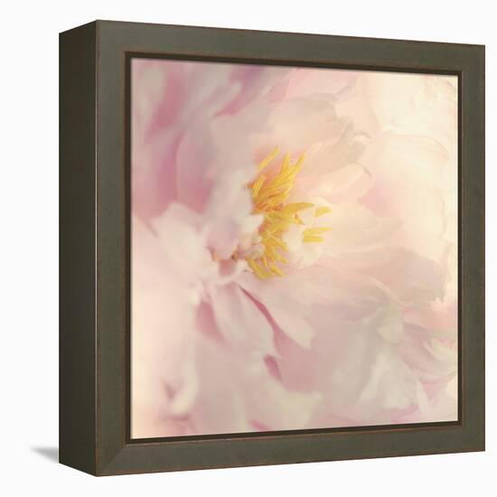 Bloom-Sarah Gardner-Framed Stretched Canvas