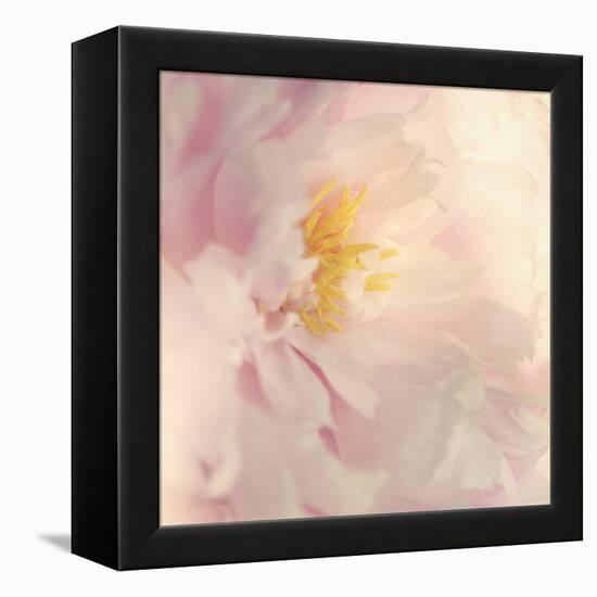 Bloom-Sarah Gardner-Framed Stretched Canvas