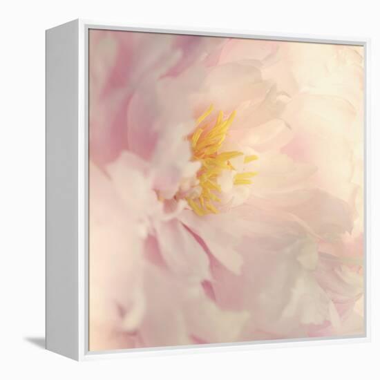 Bloom-Sarah Gardner-Framed Stretched Canvas