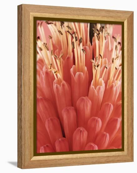 Blooming Allium-null-Framed Premier Image Canvas