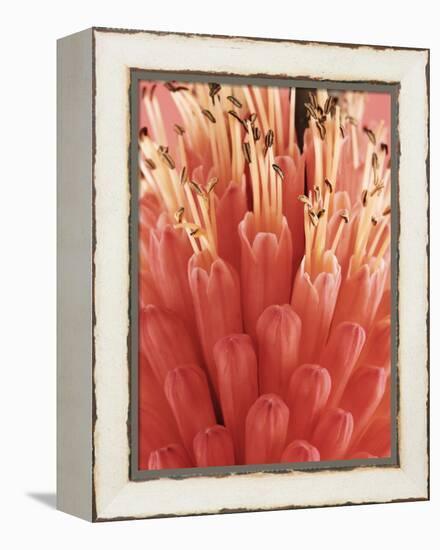 Blooming Allium-null-Framed Premier Image Canvas