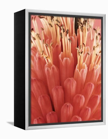 Blooming Allium-null-Framed Premier Image Canvas