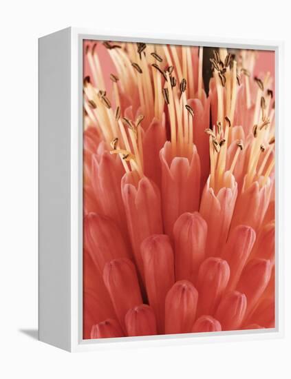 Blooming Allium-null-Framed Premier Image Canvas