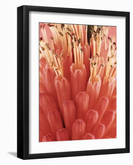 Blooming Allium-null-Framed Photographic Print