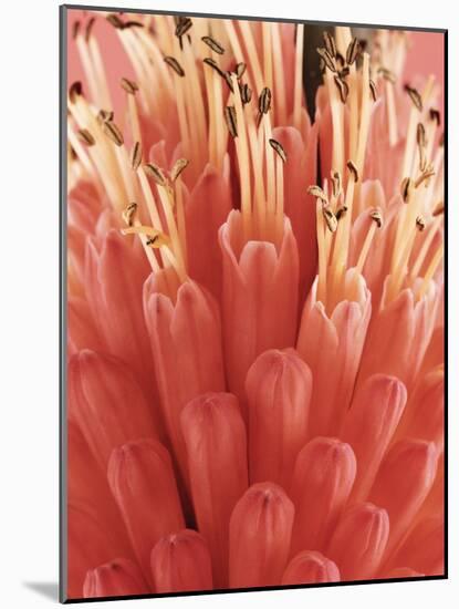 Blooming Allium-null-Mounted Photographic Print