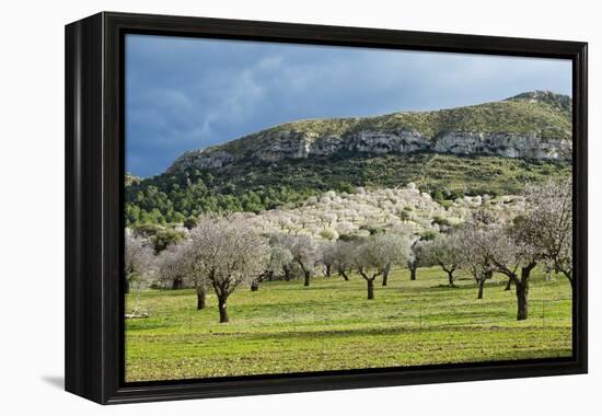 Blooming Almond Trees-Norbert Schaefer-Framed Premier Image Canvas