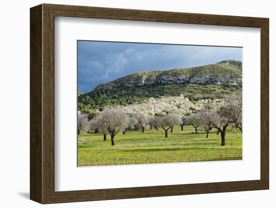 Blooming Almond Trees-Norbert Schaefer-Framed Photographic Print