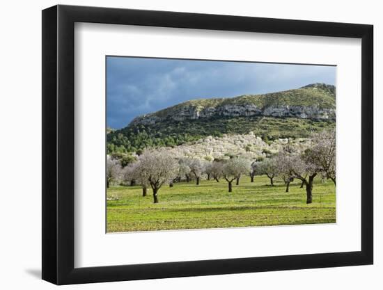 Blooming Almond Trees-Norbert Schaefer-Framed Photographic Print