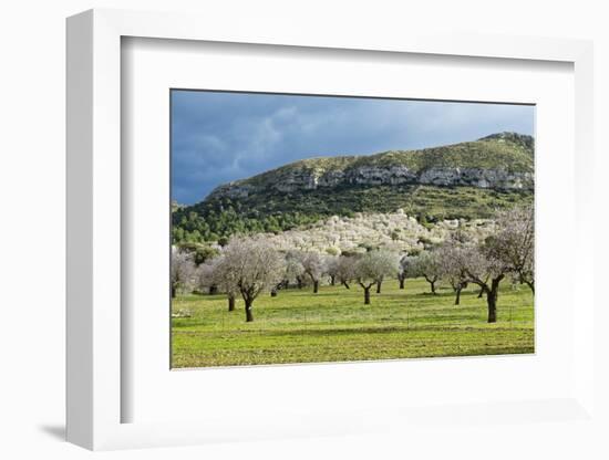 Blooming Almond Trees-Norbert Schaefer-Framed Photographic Print