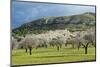 Blooming Almond Trees-Norbert Schaefer-Mounted Photographic Print