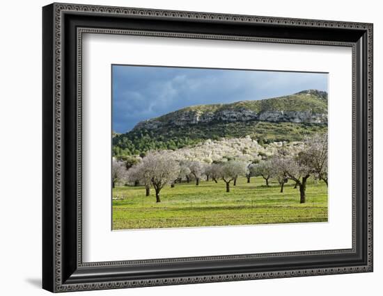 Blooming Almond Trees-Norbert Schaefer-Framed Photographic Print