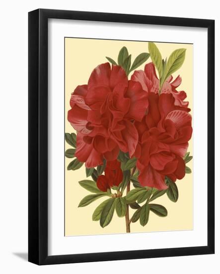 Blooming Azalea I-Vision Studio-Framed Art Print