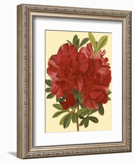 Blooming Azalea I-Vision Studio-Framed Art Print