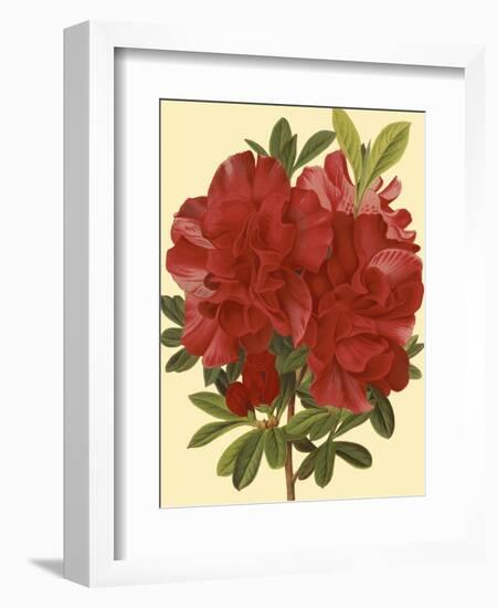 Blooming Azalea I-Vision Studio-Framed Art Print