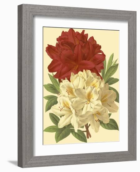 Blooming Azalea II-Vision Studio-Framed Art Print