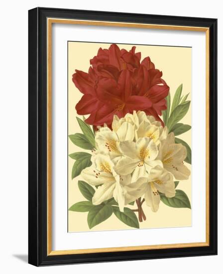 Blooming Azalea II-Vision Studio-Framed Art Print