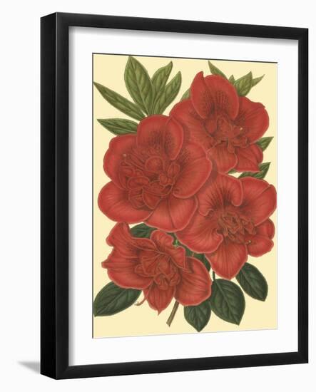 Blooming Azalea IV-Vision Studio-Framed Art Print