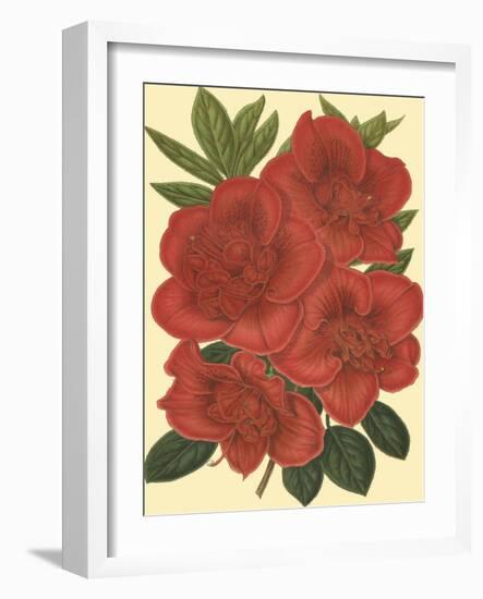 Blooming Azalea IV-Vision Studio-Framed Art Print