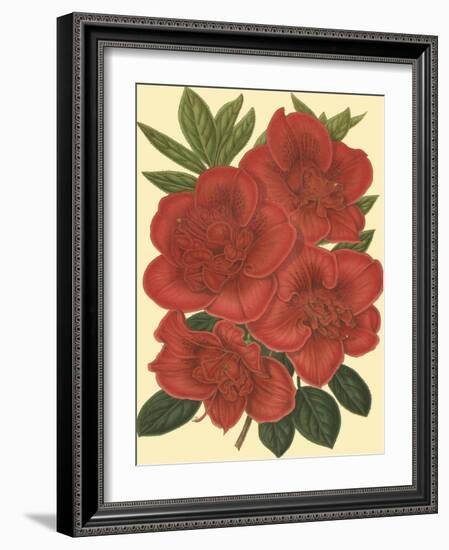 Blooming Azalea IV-Vision Studio-Framed Art Print